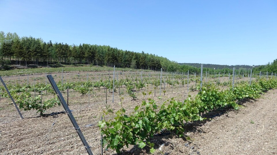 Des rangées de vignes, dans un champ. 