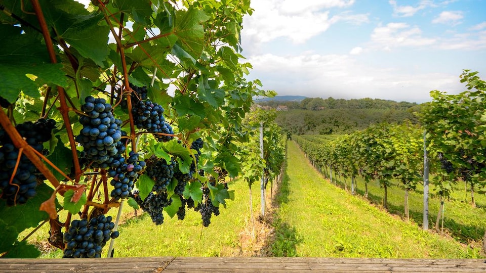 Des raisins en avant-plan, et un vignoble à l'arrière-plan