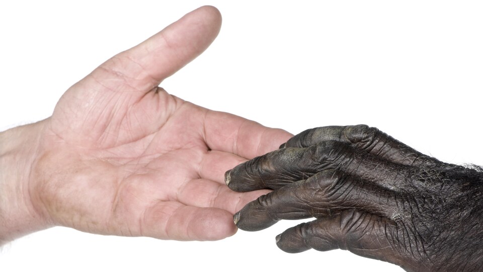 La main d'un humain touche celle d'un chimpanzé.