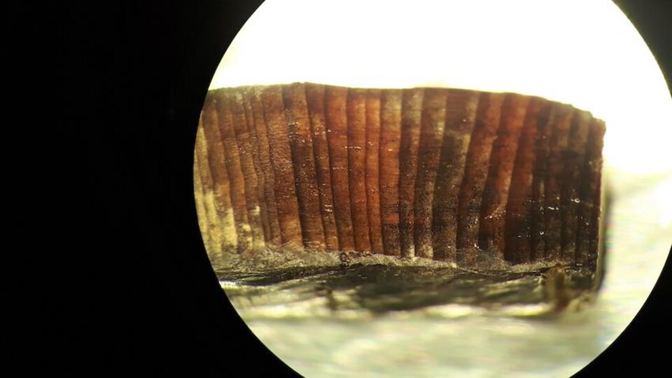 Un échantillon de bois sous le microscope.