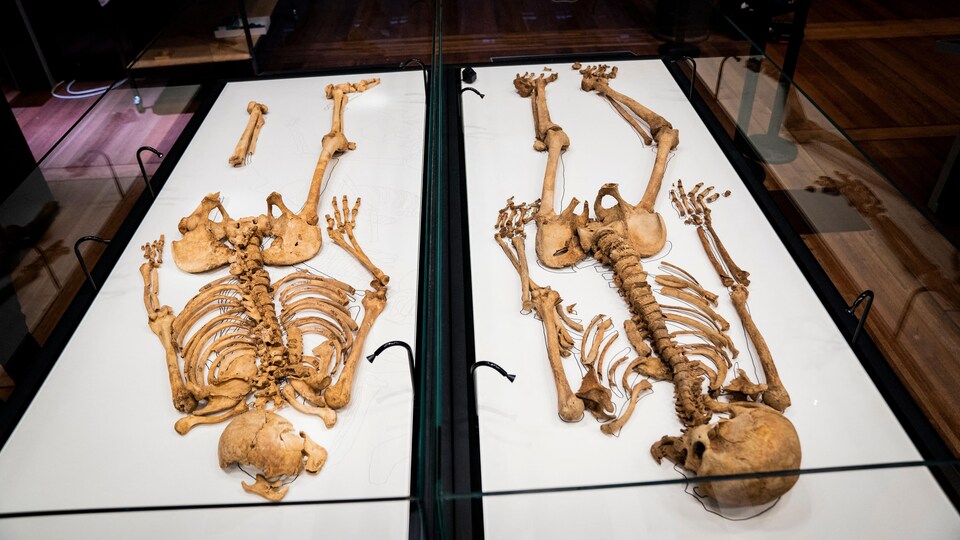 Deux squelettes de guerriers vikings au Musée national du Danemark.