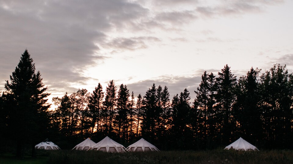 Des tentes dans une forêt.