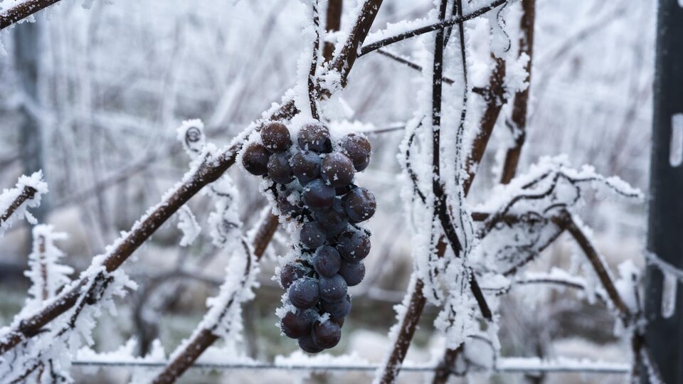 De la neige recouvre une grappe de raisins sur une vigne.