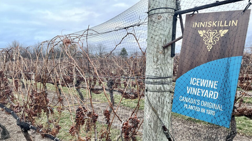 Les raisins Vidal sont toujours sur les vignes à Inniskillin.