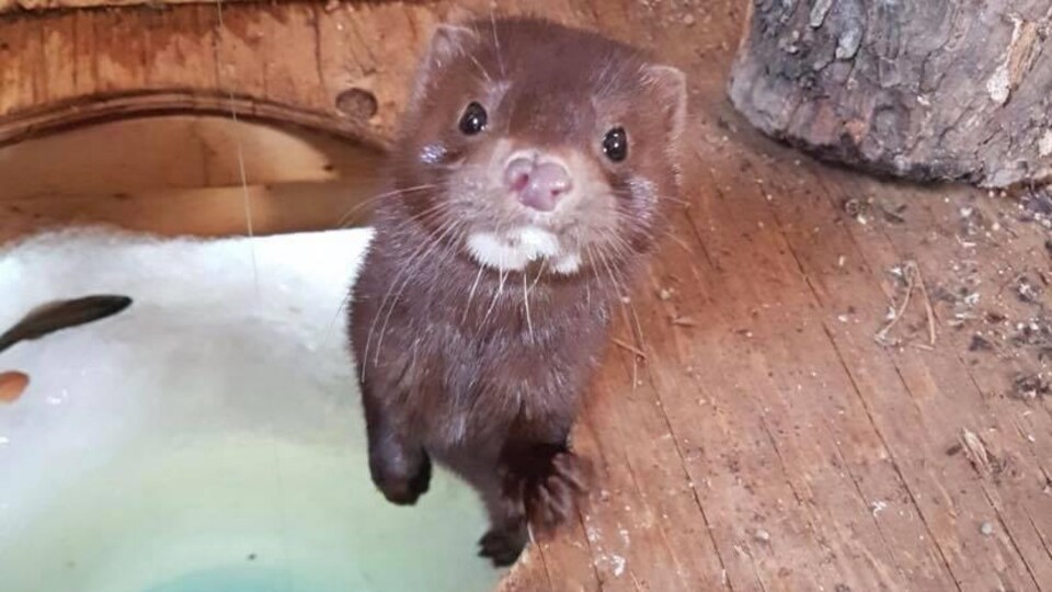 Un vison sort sa tête d'un trou dans une cabane de pêche.