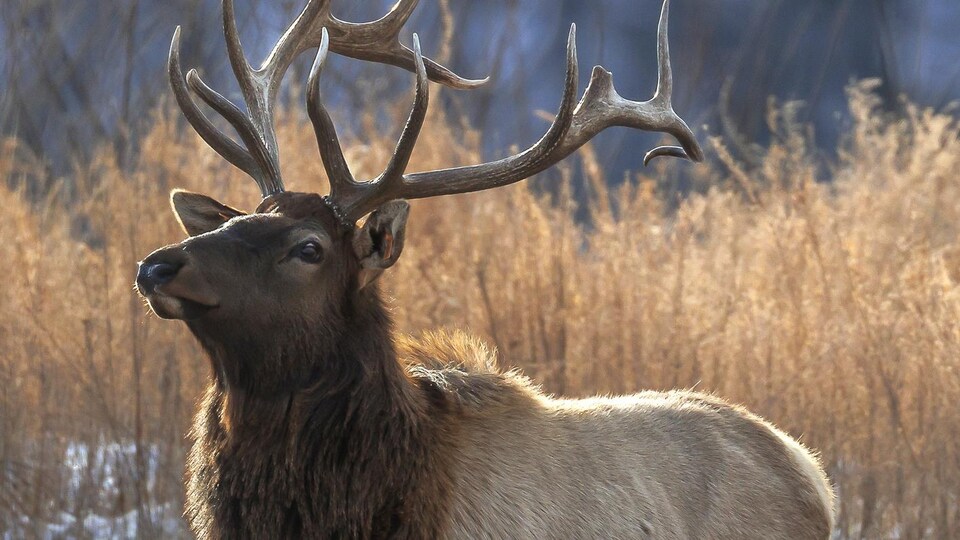 Un wapiti.