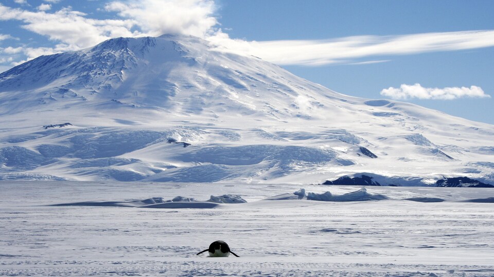 Un manchot empereur rampe devant le volcan en activité mont Erebus situé sur l'île de Ross en Antarctique.