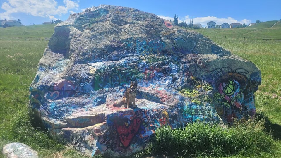 Un chien est assis sur un bloc erratique couvert de graffitis.