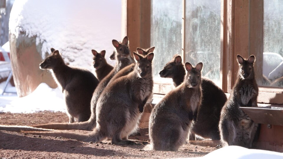 Un groupe de Wallaby de Bennett au Zoo de Granby.