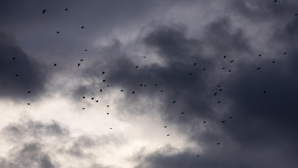 Des oiseaux volent dans un ciel orageux.