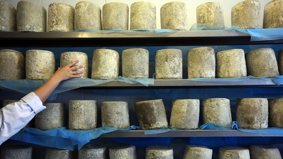 Une main tendue vers un alignement de fromages en cours de maturation.
