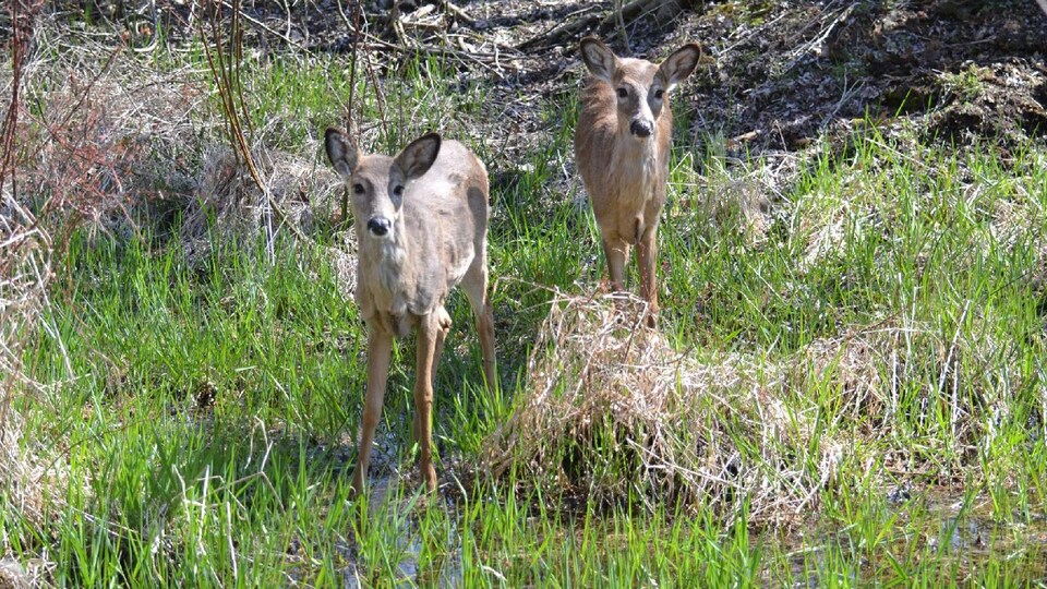 Les sabots dans l'eau, deux petits cerfs regardent droit l'objectif de l'appareil photo du photographe.