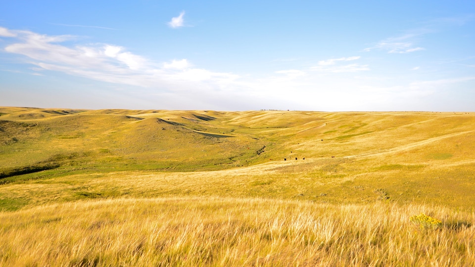Des prairies du sud-ouest de la Saskatchewan.