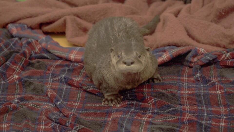 Une loutre sur des couvertes dans un centre de réhabilitation le 4 août 2021.