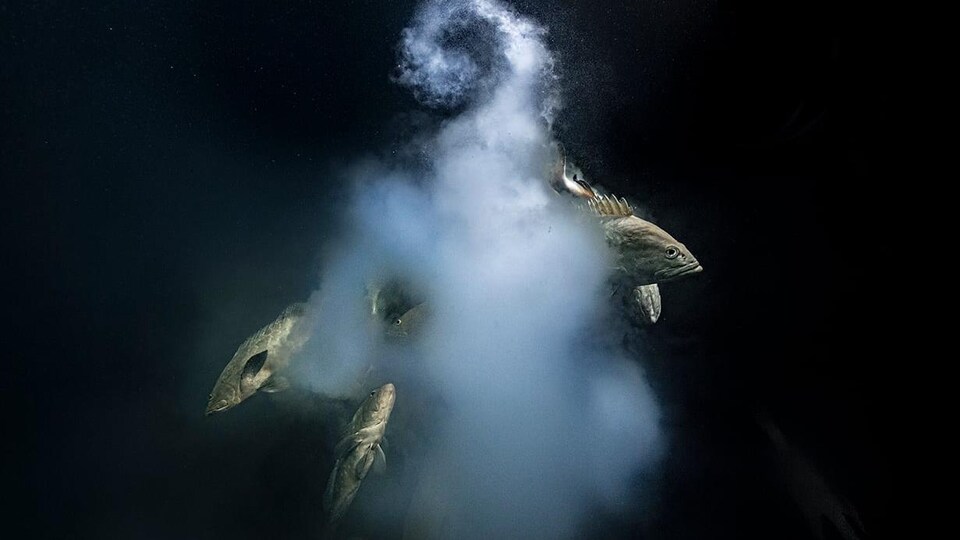 Des mérous dans un nuage d'oeufs, lors d'une fraie annuelle sous la pleine lune dans un lagon en Polynésie française.