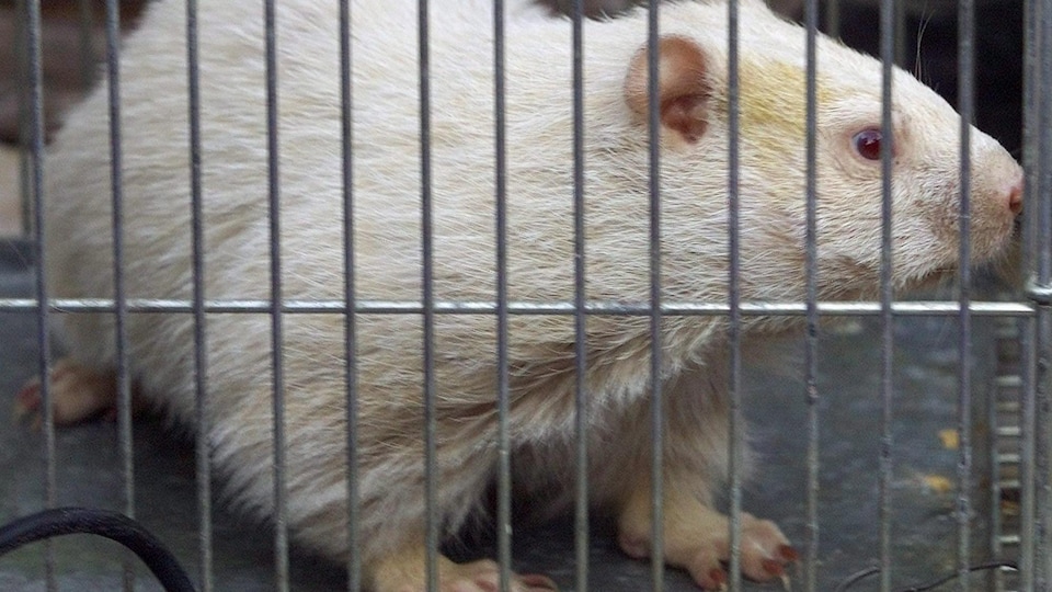Photo de Willie dans une cage