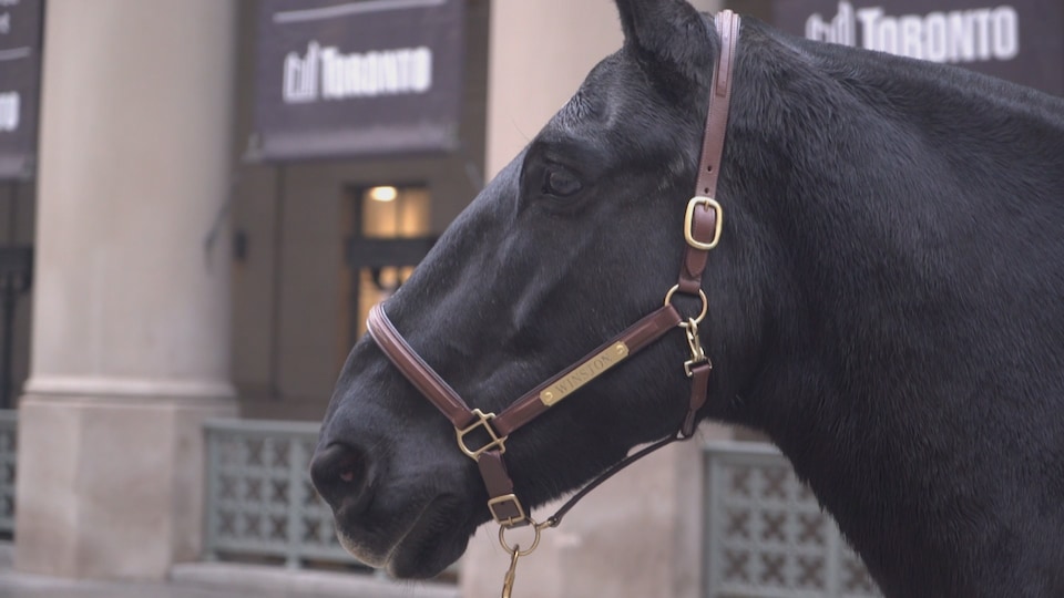 Winston le cheval, la nouvelle mascotte de la foire agricole royale d'hiver.