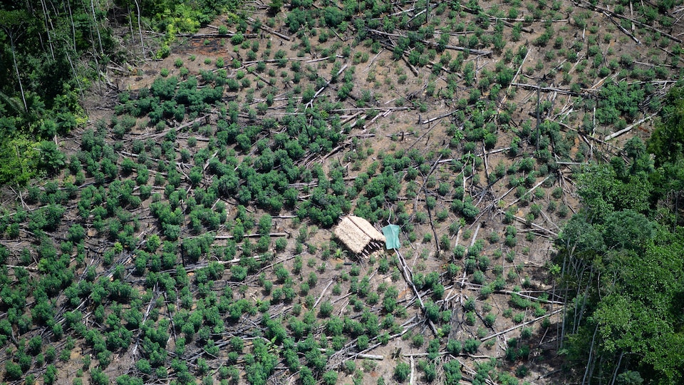 A hut in the middle of a meadow where many cut down trees were lying on the ground.