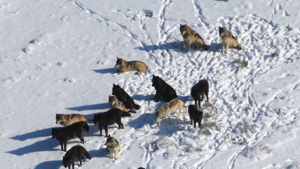 A pack of a dozen wolves.