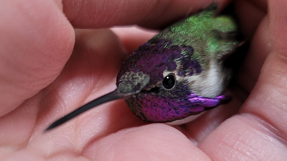Un colibri dans une main.