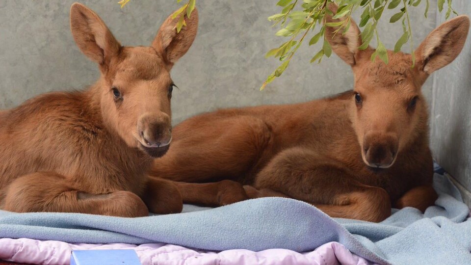 Deux bébés orignaux couchés ensemble sur une couverture dans un enclos avec des branches.