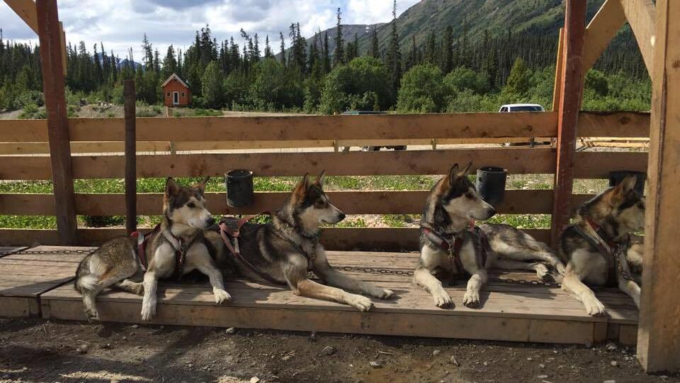 L'effet de la pandémie jusque dans les chenils du Yukon Coronavirus