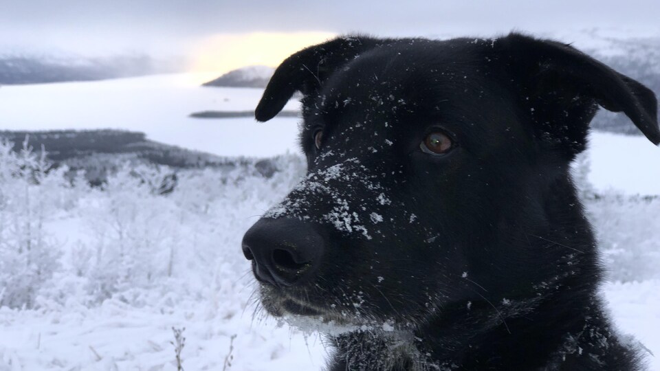 Un chien devant un paysage montagneux enneigé au Yukon.