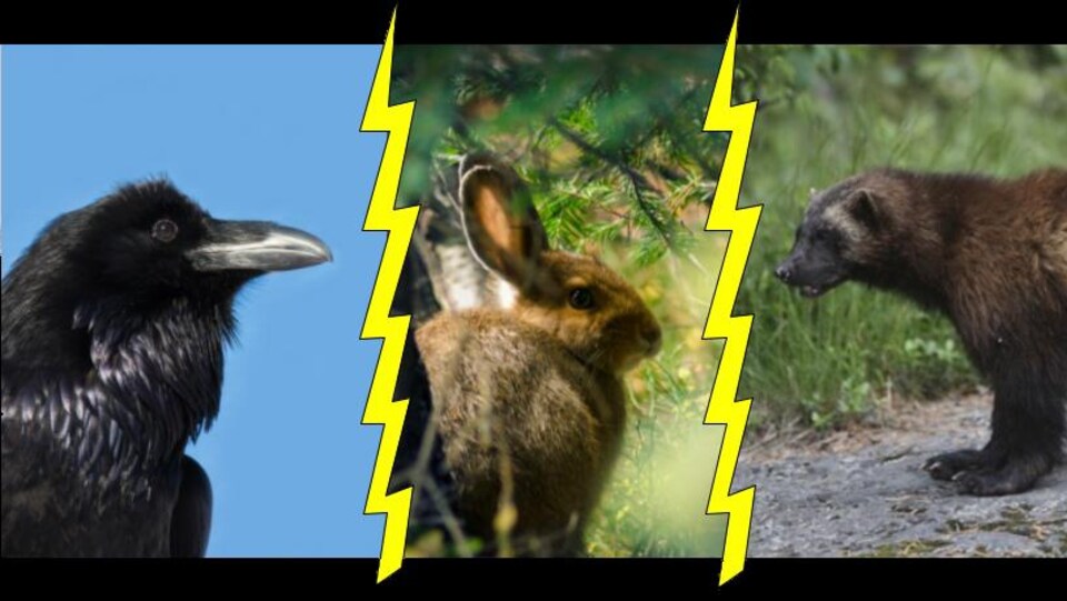 Montage de photographies avec un corbeau, un lapin et un carcajou