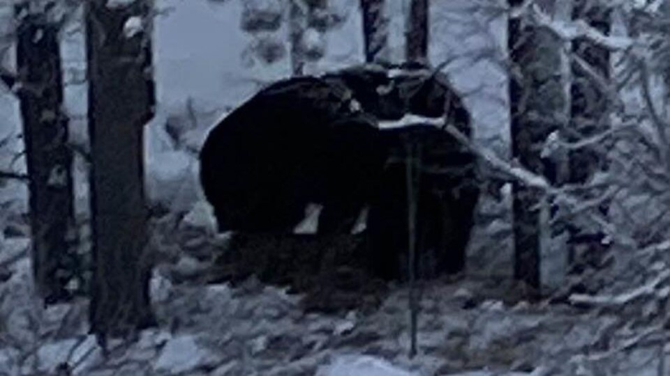 Silhouette d'un ours entre les arbres.