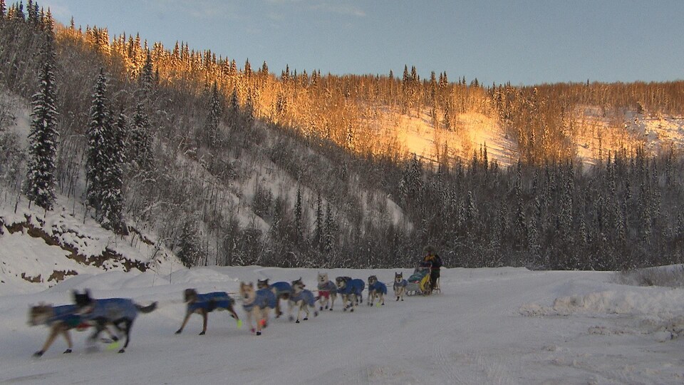 équipe de traîneau à chiens