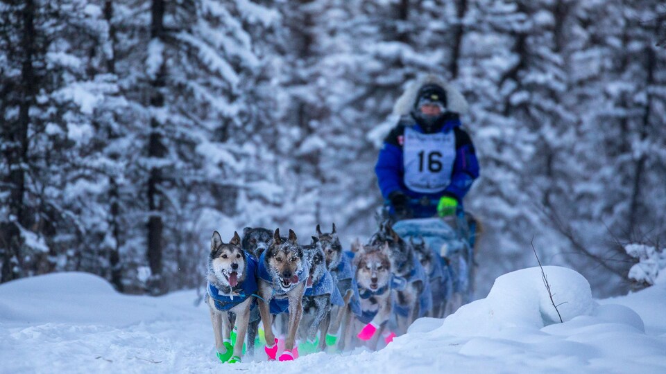 Jennifer Campeau sur son traîneau pendant la Yukon Quest 2018