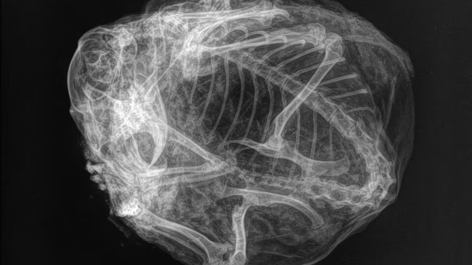 La radiographie du spermophile de 30 000 ans où l'on voit le squelette de l'animal roulé en boule. 