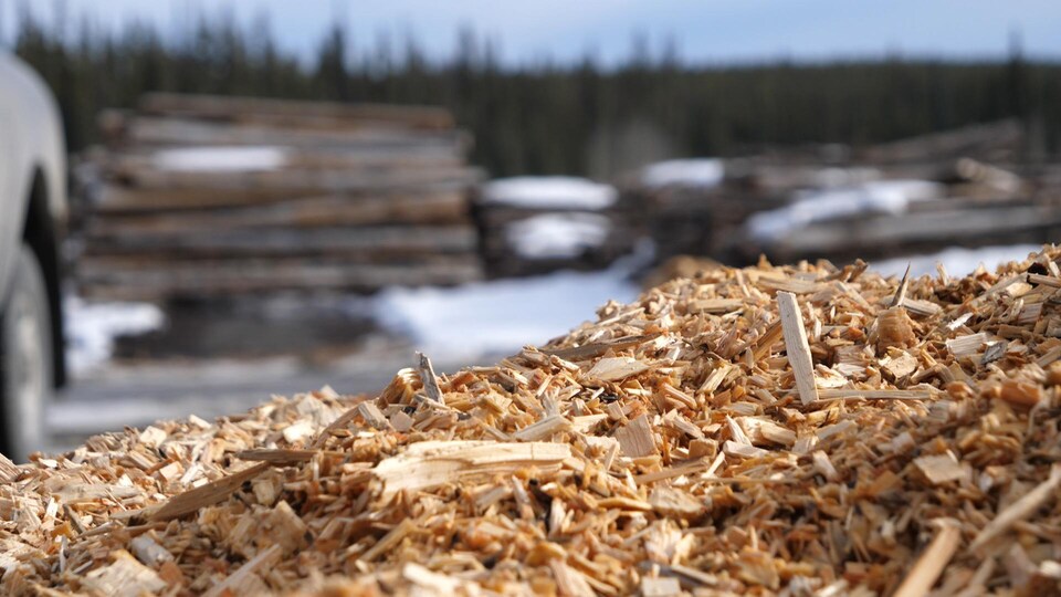Des copeaux de bois en premier plan et des troncs d'arbres flous en arrière plan.