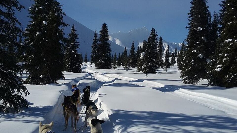 Un attelage de chiens sur un sentier entre les montagnes.