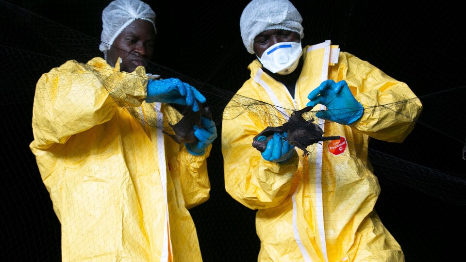 Des chercheurs du CIRMF collectent des chauves-souris prises au filet dans une grotte de la région de Zadié au Gabon.