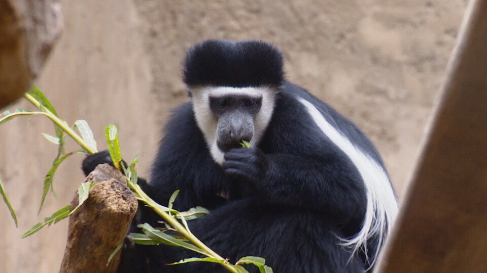Singe au Zoo de Calgary en août 2022.