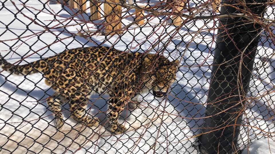 Un léopard dans son enclos.