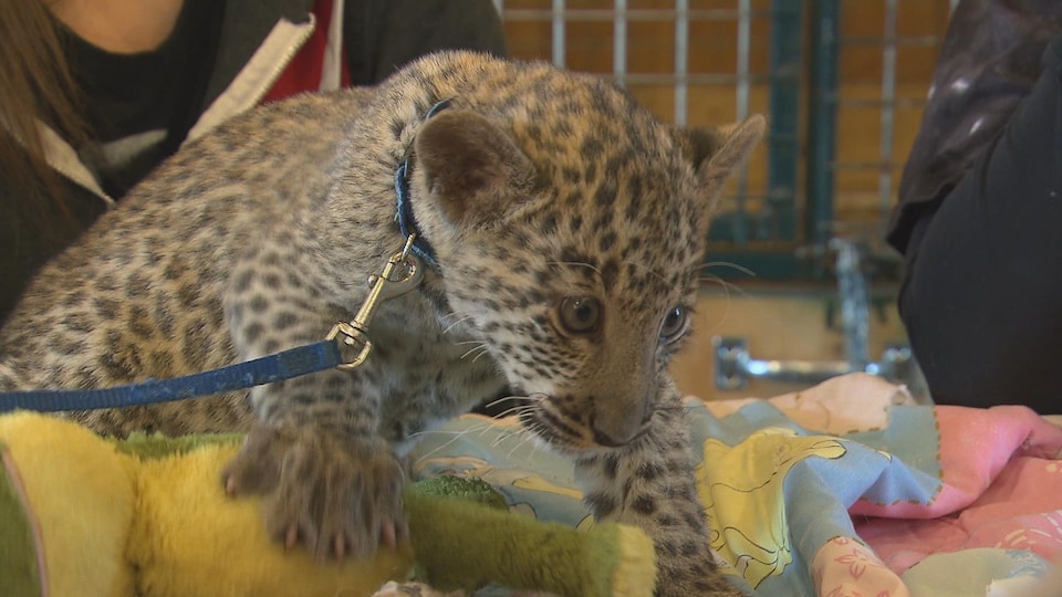 La Veterinaire Du Zoo De Falardeau Repond