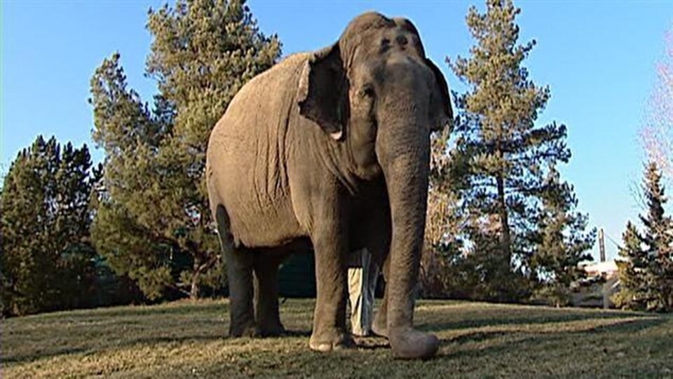 Lucy l'éléphante au zoo d'Edmonton.