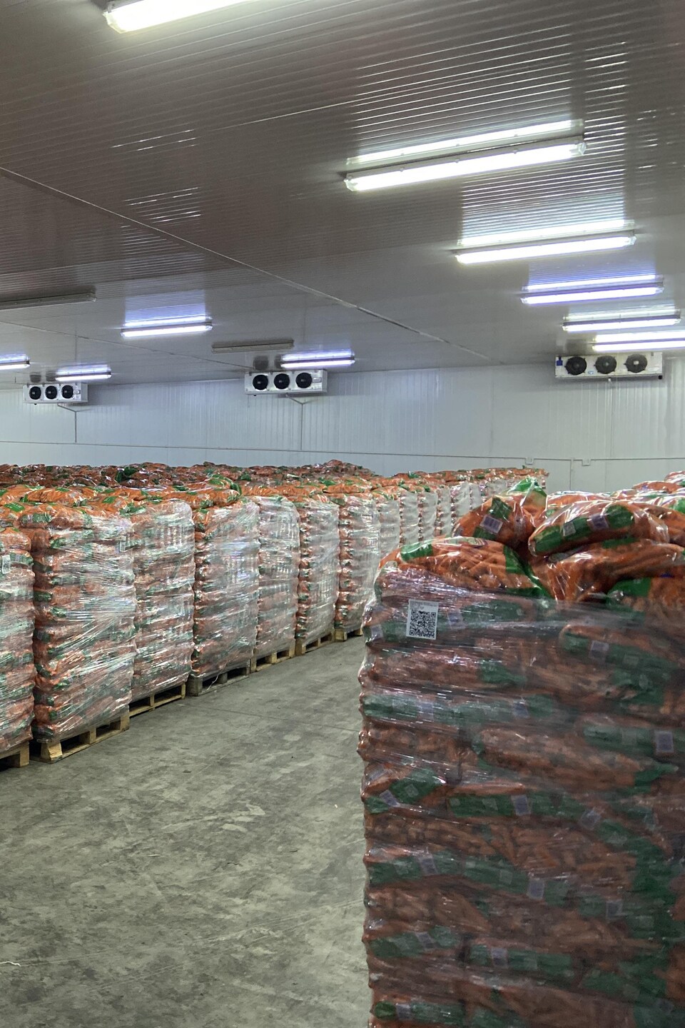 Carottes, Greenway Farms, à Tarlton Afrique du Sud. Mars 2023