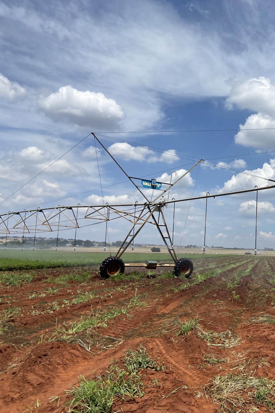 Irrigation dans un champ de carottes. Tarlton, Afrique du Sud, mars 2023. 