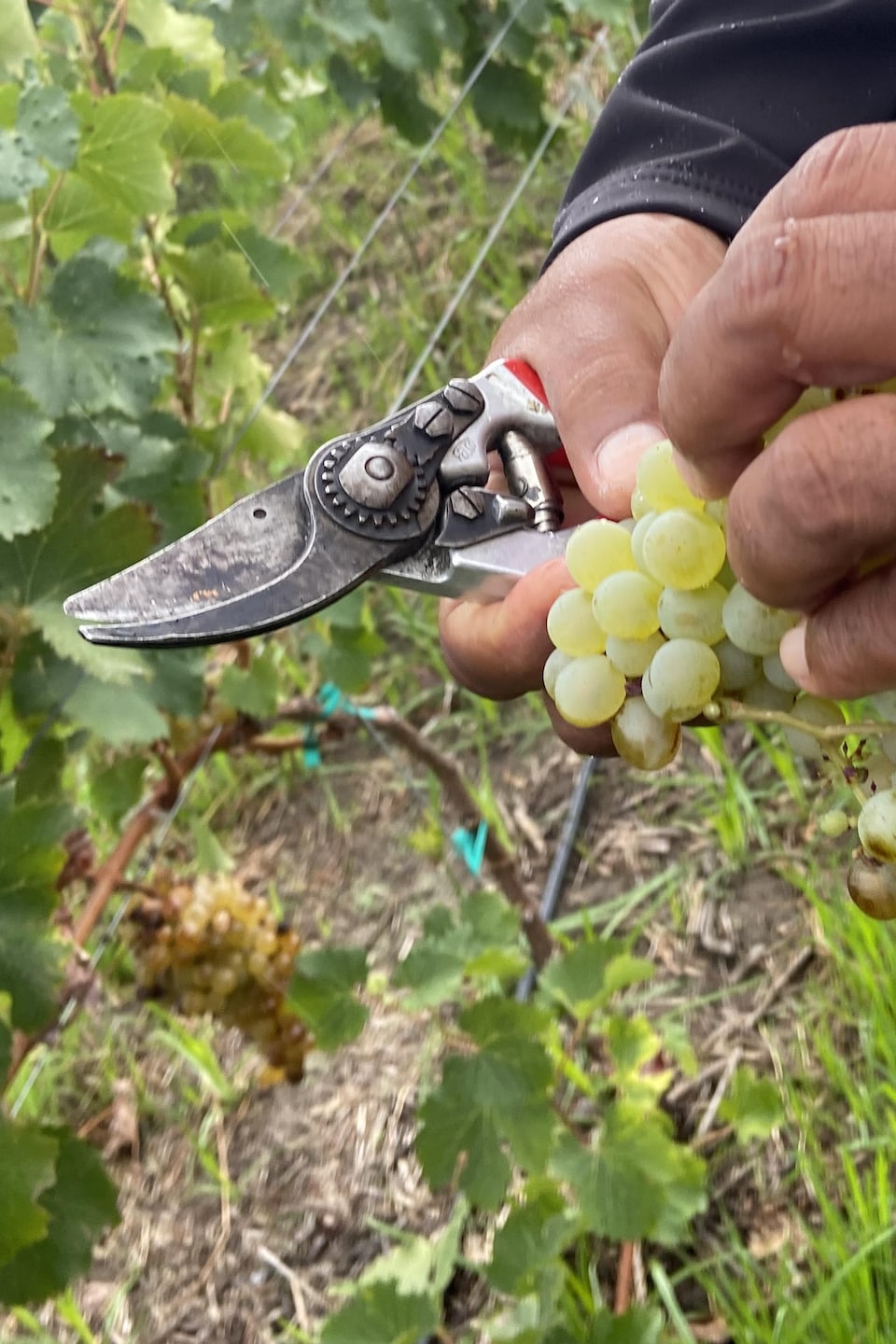 Un vigneron tient un sécateur et une grappe de raisins.