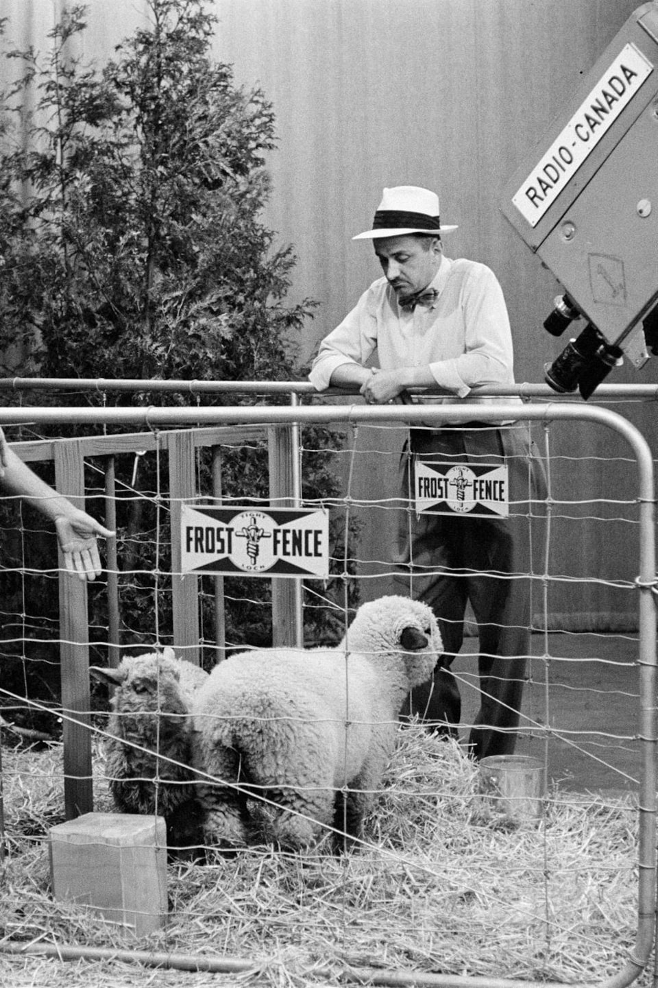 Dans un studio de télévision, l'agronome Georges Mayrand, debout à l'intérieur d'un enclos où broutent des moutons, discute avec l'animateur Germain Lefebvre. À l'avant-plan, une caméra de télévision capte la scène.