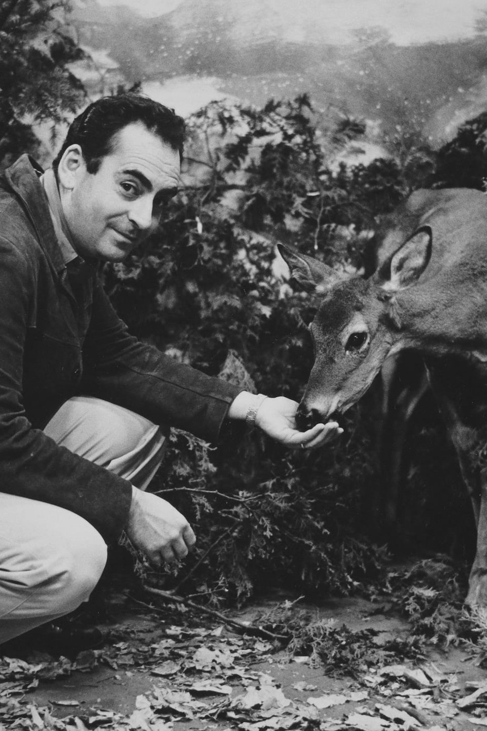 L'animateur Guy Provost nourrit un chevreuil dans un décor de boisé.