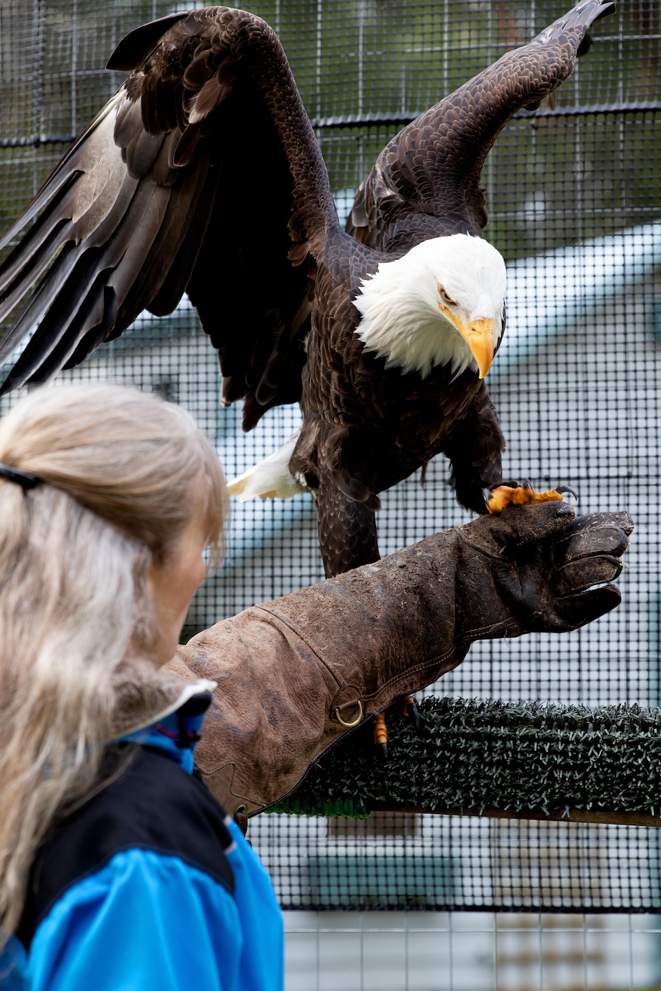 Une femme s’occupe d’un aigle dans un enclos