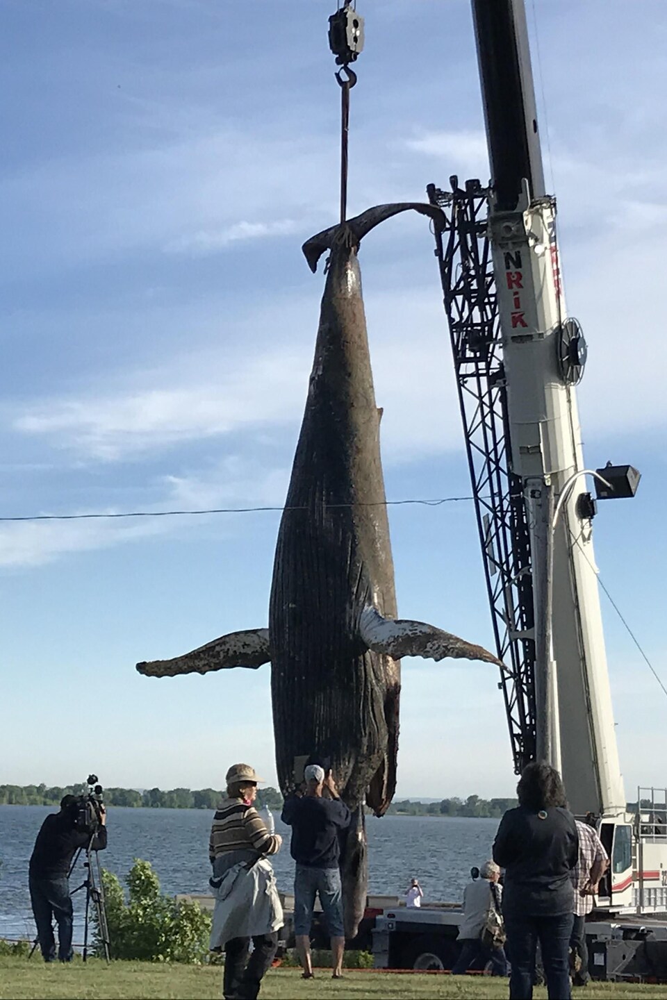 La Baleine A Bosse Pourrait Avoir Ete Frappee Par Un Navire Radio Canada Ca