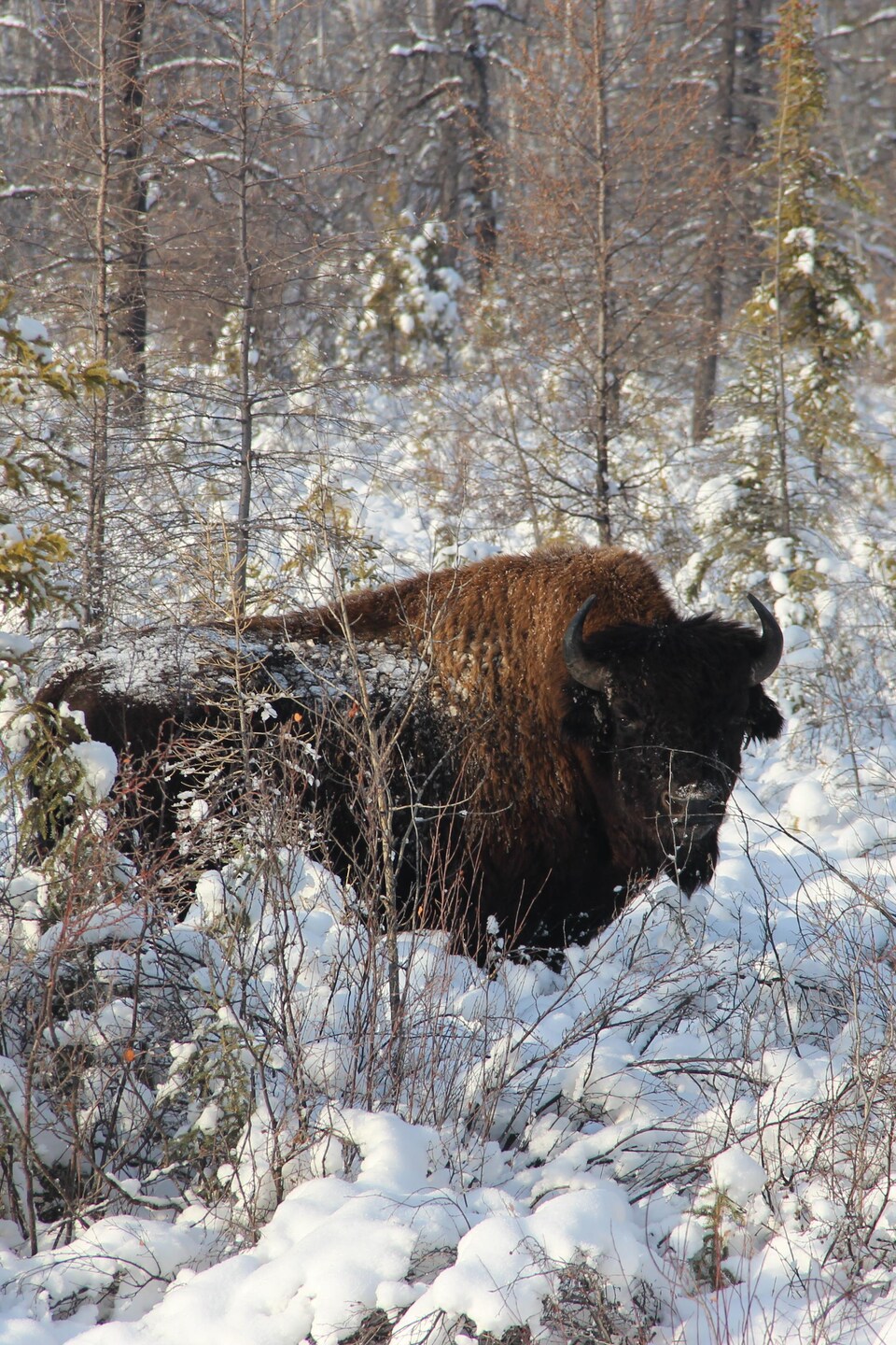Un bison des bois dans une forêt enneigée.