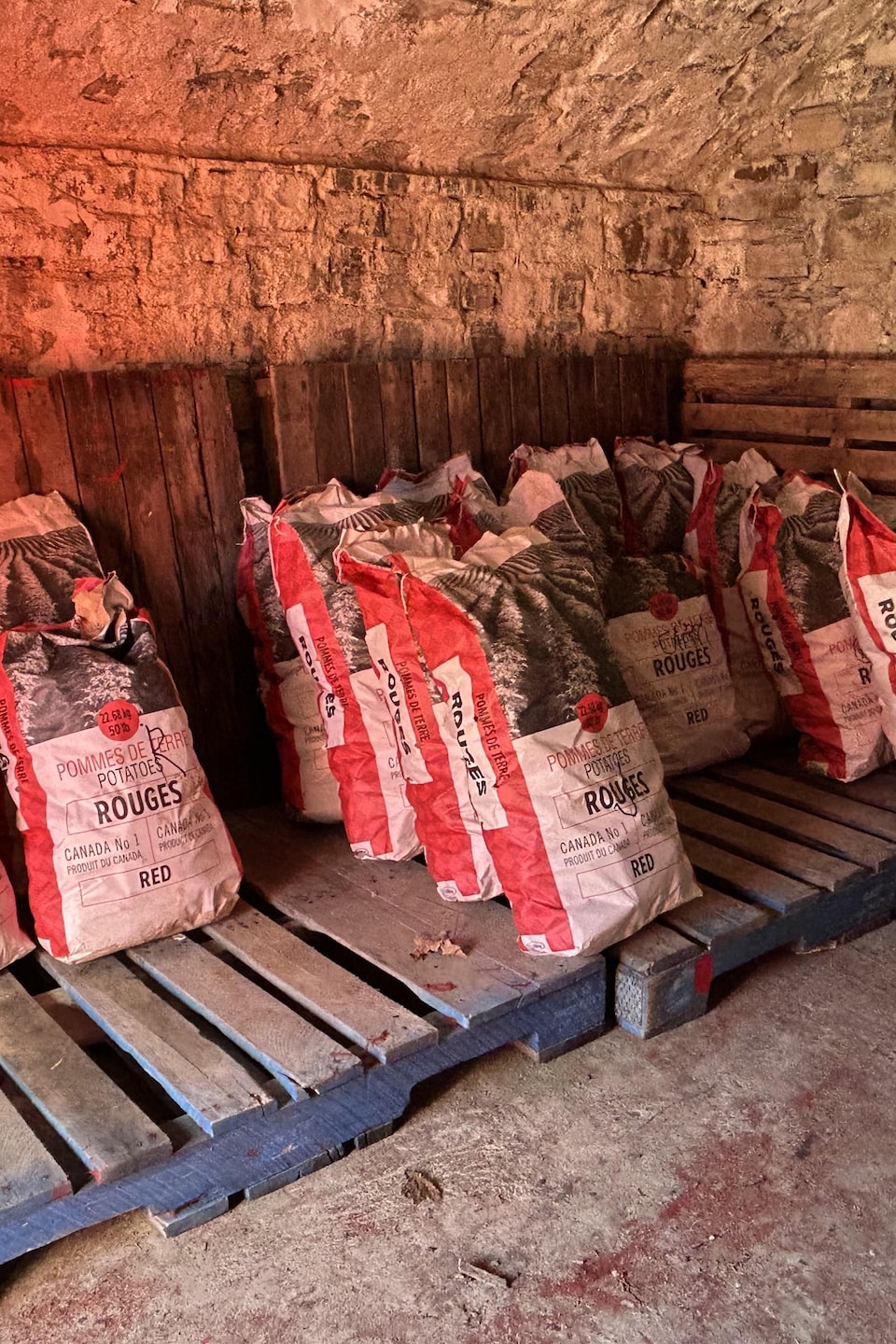 Une dizaine de poches de patates rouges sont déposées sur des palettes dans un caveau en pierre.