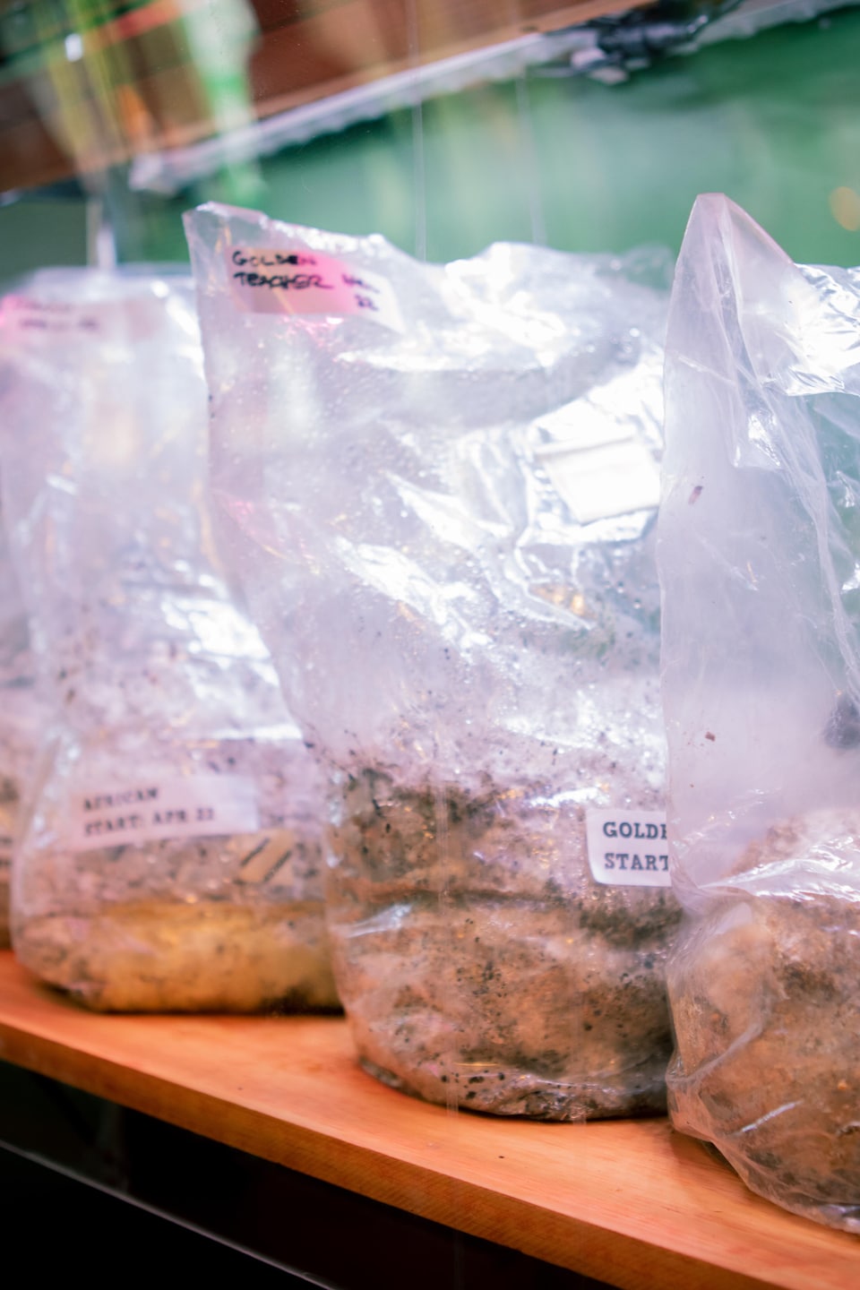 Trois sacs contenant des échantillons de champignons.