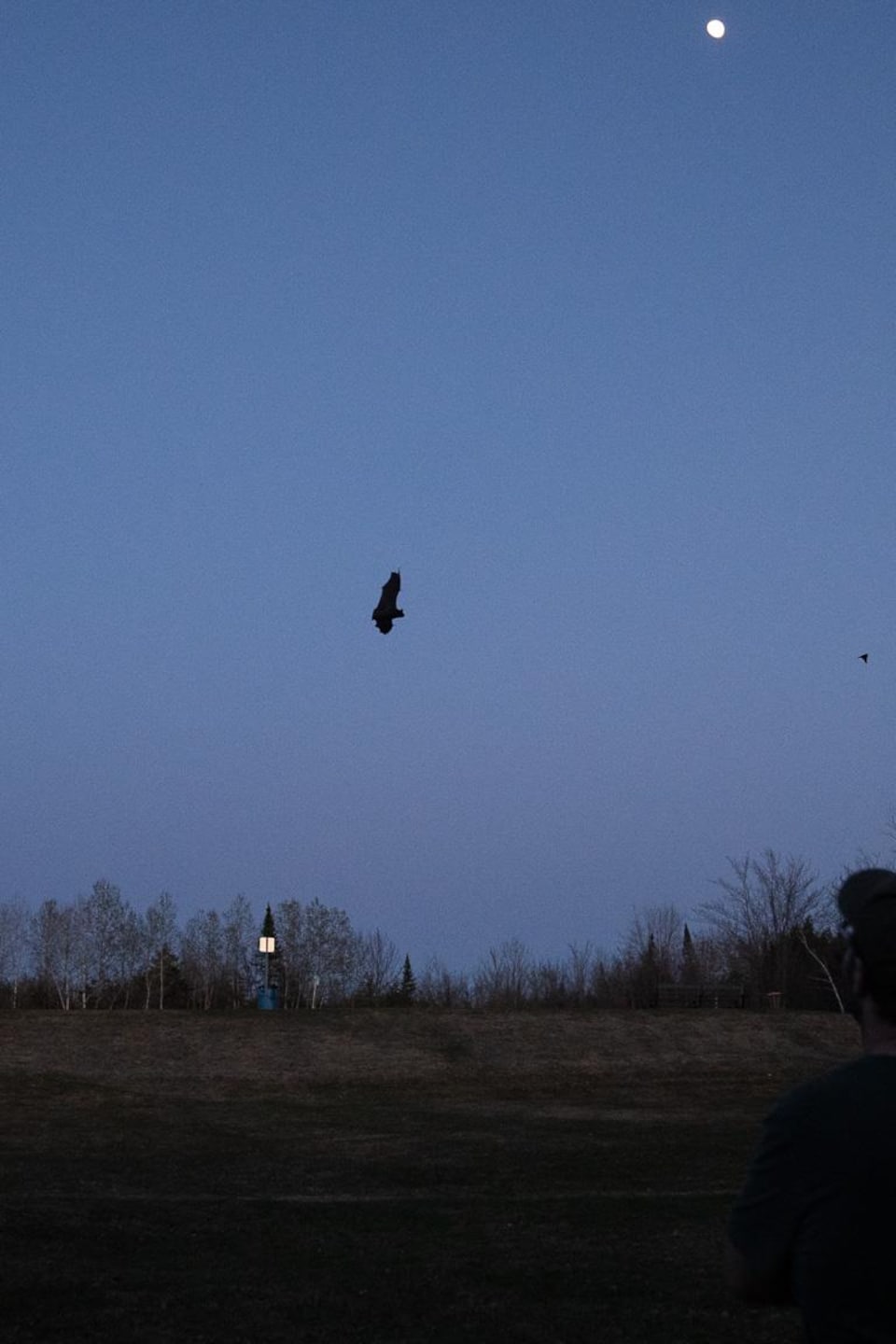 Une chauve-souris vole à la tombée du jour.
